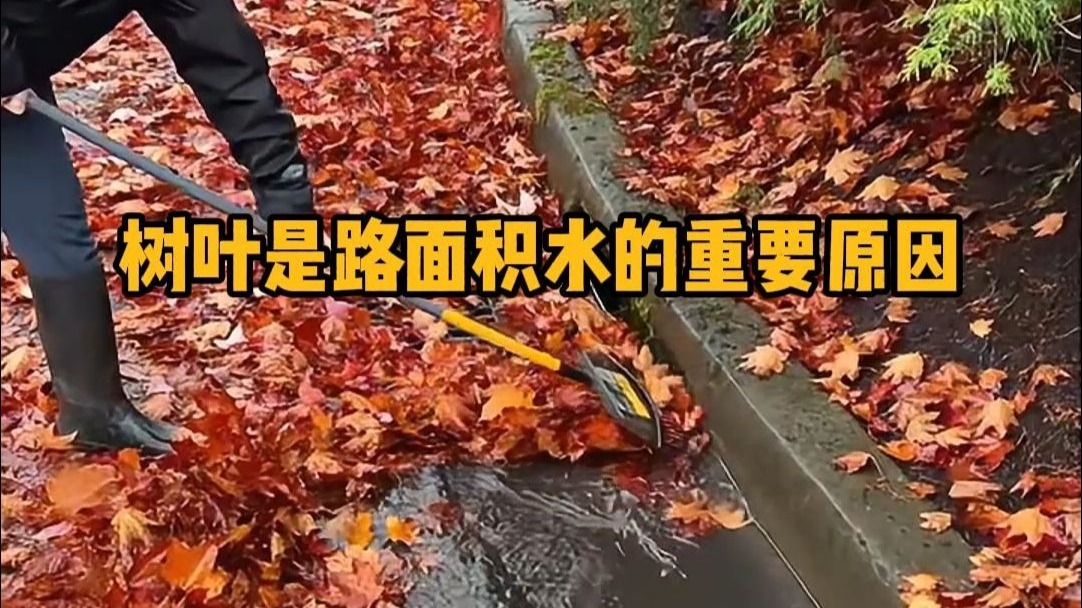 树叶为什么会堵住下水管道的？ #科普 #解压 #清洁 #涨知识